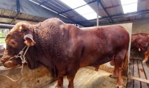 Sapi Prabowo