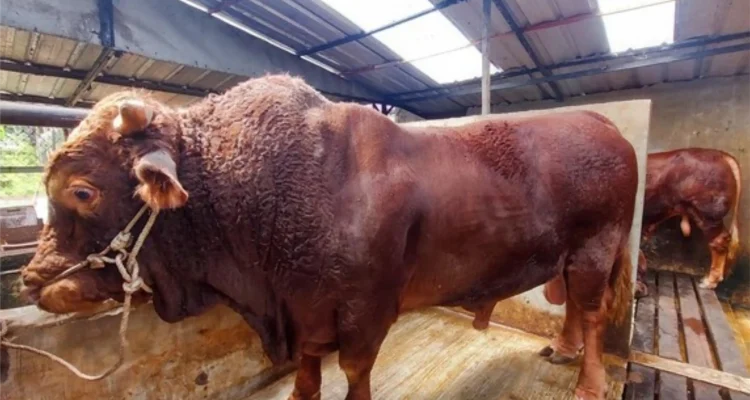 Sapi Prabowo untuk Kurban Sapi Prabowo