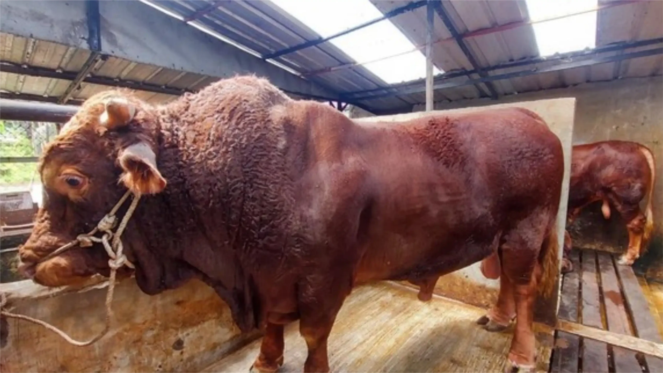 Sapi Prabowo