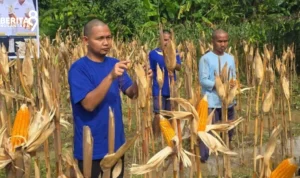 Warga Binaan Lapas Saat Panen Perdana Bersama Kementerian Imipas