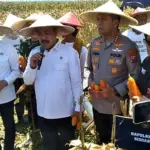 Menteri Imipas Panen Jagung di Sidoarjo