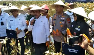Menteri Imipas Panen Jagung di Sidoarjo Menteri Imipas Panen Jagung di Sidoarjo