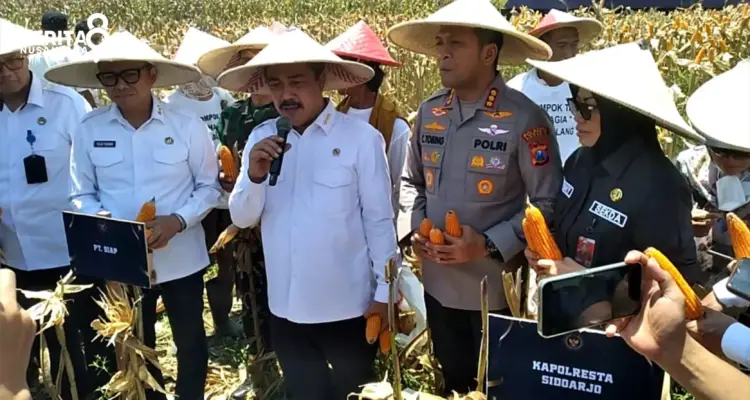Menteri Imipas Panen Jagung di Sidoarjo