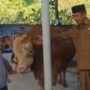 Bupati Madiun mengecek Sapi Kurban Presiden Prabowo