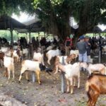 Harga Kambing di Magetan Turun