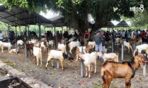 Harga Kambing di Magetan Turun