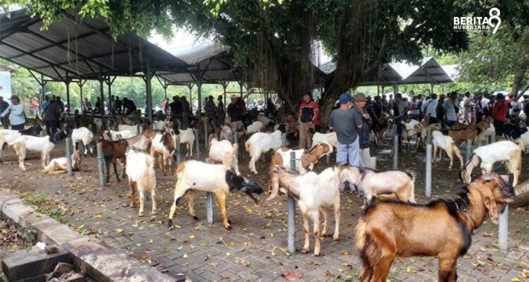 Harga Kambing di Magetan Turun