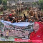 PDI Perjuangan Jatim Bagikan 468 Sapi Kurban PDI Perjuangan Jatim Bagikan 468 Sapi Kurban