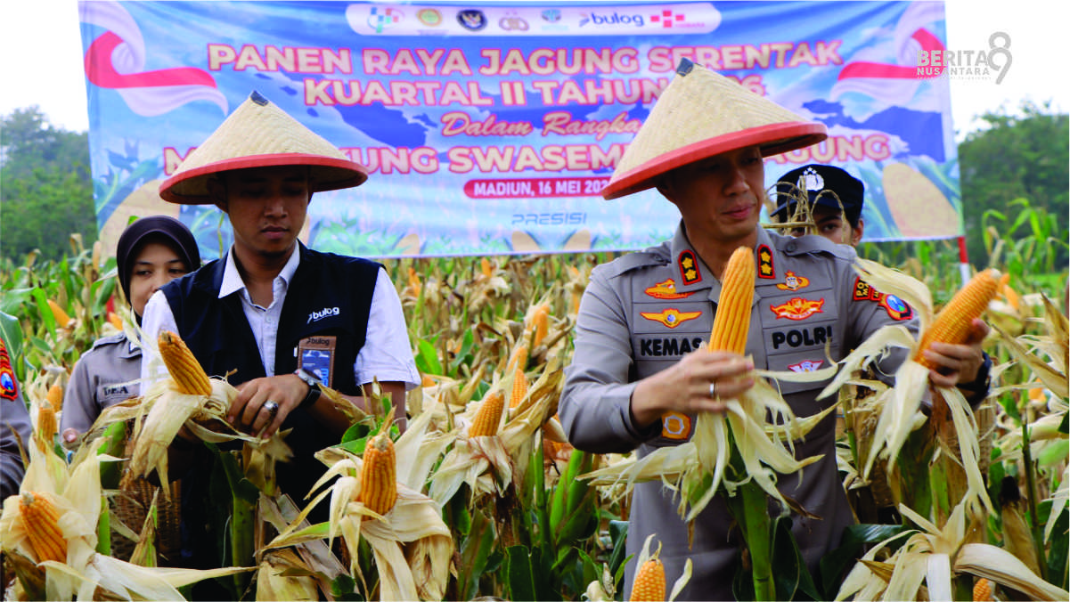 Panen Raya Jagung oleh polres Madiun