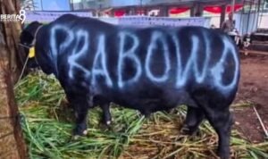 Presiden Kurban Sapi 1098 ekor senilai 100 Miliar