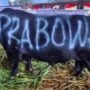 Presiden Kurban Sapi 1098 ekor senilai 100 Miliar
