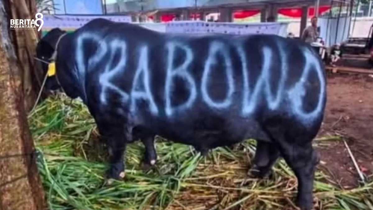 Presiden Kurban Sapi 1098 ekor senilai 100 Miliar